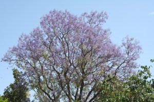 Jacaranda