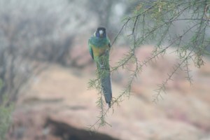 Australian Ring Neck