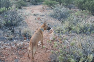 Oscar spots a kangaroo