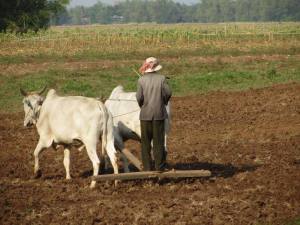 Ploughing Cambodia's fields 2014