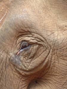 Sadness of a captive elephant