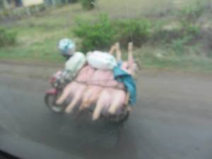 Three little pigs went to market