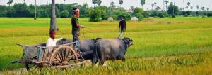 Ploughing rice fields in Prey Veng Province, April 2014. Photograph by Sok Limseng