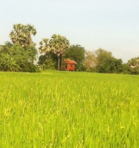 Rice field, Kampong Cham
