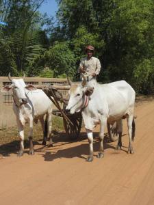 Oxen take a photo break en route to work in the fields of Kampong Cham