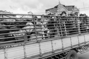 Migrant workers being transported home after returning from Thailand after the military coup.