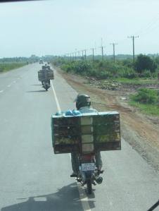 Chickens on a motorbike