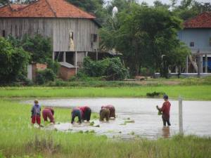 Rice planting in Tboung Khmum Privince, July 2014