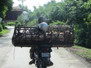 Piglets on a motorbike