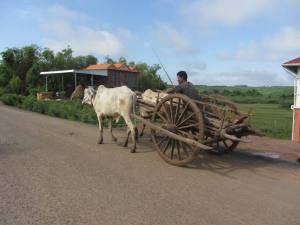 Oxen clopping up the highway