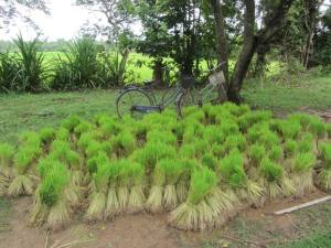 Rice seedlings arrive by bike and wait for planting