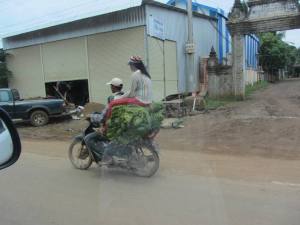 One of the many ways to transport rice seedlings