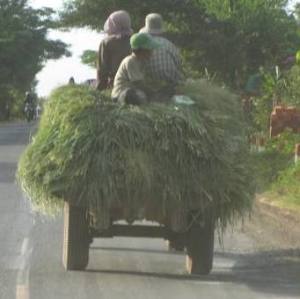 Collecting Grass, Cambodian-style
