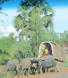 Buffalo have many uses