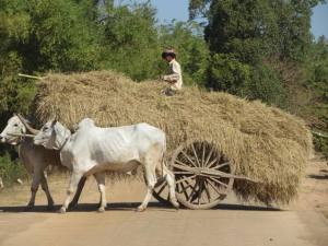 Bringing home the hay