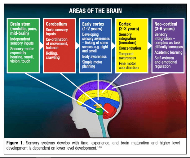 Brain Areas Pic