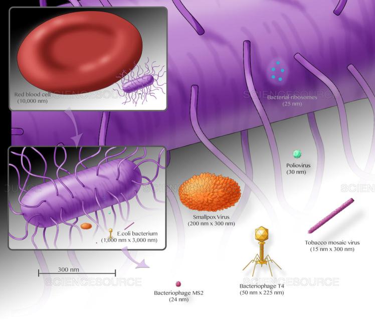 Microbe Sizes