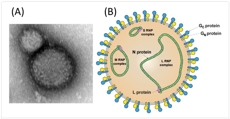Crimean-Congo Haemorrhagic Fever Virus