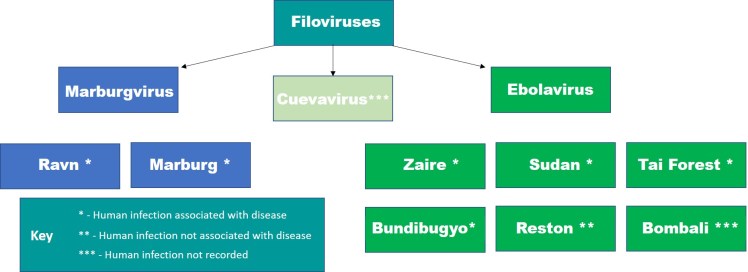 Ebola Taxonomy